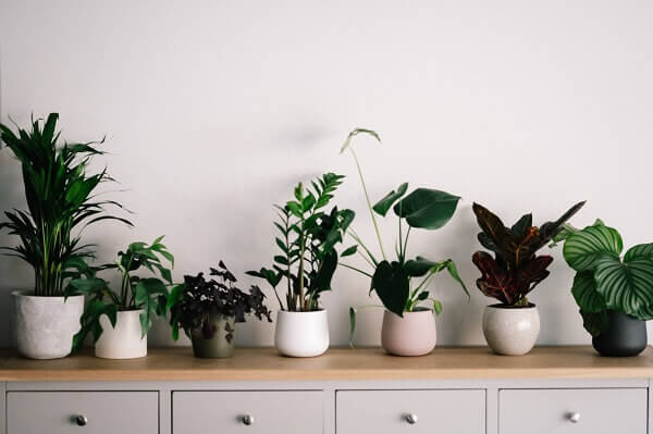 Venha saber aqui quais as melhores plantas para colocar no quarto!