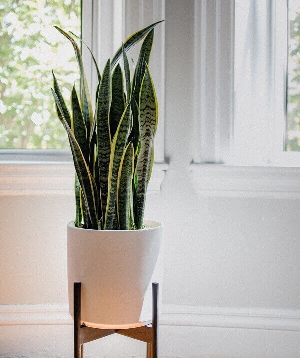 A espada de São Jorge é uma das melhores plantas para o seu banheiro!