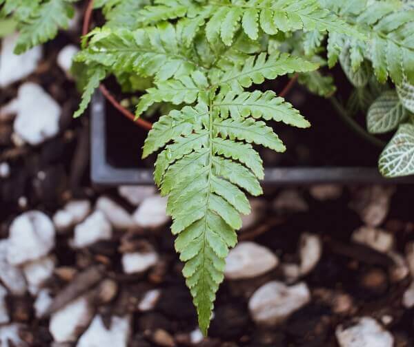 A Samambaia é uma das melhores plantas para o seu banheiro!